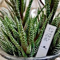 Haworthia 十二の爪,カクタス広瀬,窓辺の画像