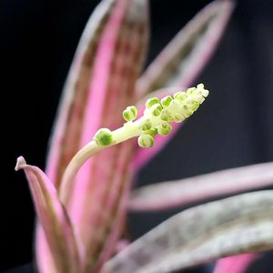 レデボウリア,豹紋錦,多肉植物,観葉植物,紅葉する多肉の画像