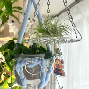 イオナンタ,観葉植物,初心者,エアープランツ/チランジアの画像