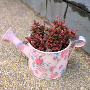 紅稚児,多肉植物,多肉植物の紅葉の画像