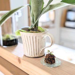 アルシコルネ,ビカクシダ アルシコルネ,苔玉, コウモリラン ,コウモリラン アルシコルネの画像