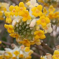 ミツマタ,今日のお花,お出かけ先の画像