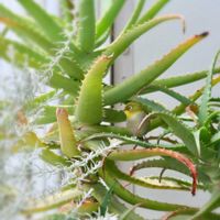 アロエ,多肉植物 エケベリア,花のある暮らし,メジロ,多肉植物のある暮らしの画像