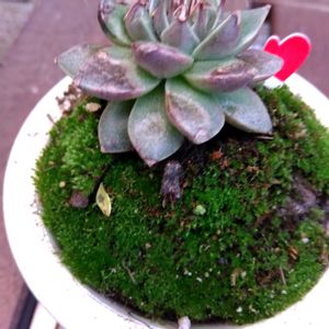 はくちょうげ(白丁花),苔玉,苔玉　まあの画像