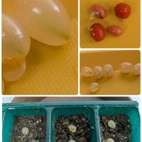 マユハケオモト,マユハケオモトの種蒔き,マユハケオモトの種蒔き,マユハケオモトの種,種から育てるマユハケオモトの画像