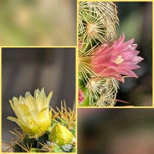 マミラリア　ピンクニンフ,マミラリア金洋丸,成長記録,開花！,楽しい時間の画像