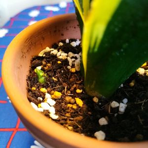 サンスベリア,観葉植物,成長記録,緑のある暮らしの画像