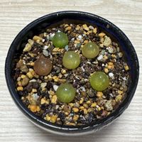 コノフィツム・ブルゲリの画像