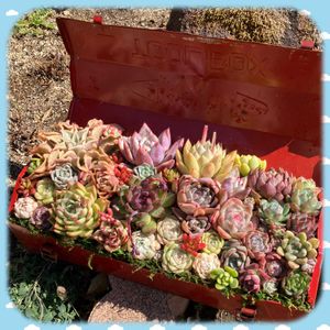 多肉植物 寄せ植え,多肉植物,多肉寄せ植え,多肉大好き,寄せ植え仕立て直しの画像