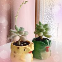 可愛い〜♡,おきにいり,お迎え,多肉植物のある暮らし,とってもキレイ♡の画像