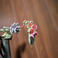 多肉植物,おうち園芸,窓辺,ベランダの画像