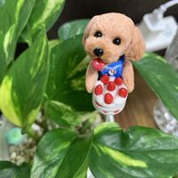 ポトス,観葉植物,ガーデンピックの画像