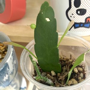 リプサリス,リプサリス ラムローサ,観葉植物,初心者の画像