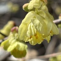 ヒュウガミズキ,ヒュウガミズキ（日向水木）,日向水木（ひゅうがみずき）,花言葉,うつむいて咲く花の画像