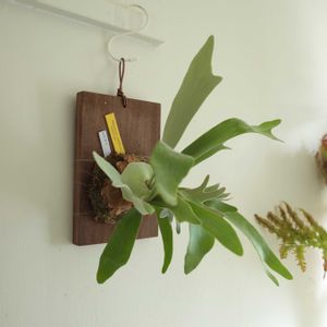 ビカクシダ　ビーチー　CV  リサ,観葉植物,シダ植物,グリーンインテリア,成長記録の画像