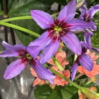 リューココリネ,リューココリネ,リューココリーネ,リューココリーネ,切り花の画像