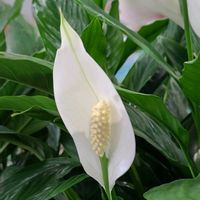 スパティフィラム,観葉植物,清楚なお花,サトイモ 科,今日のお花の画像