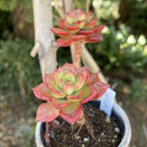 レティジア,多肉植物,紅葉する多肉の画像