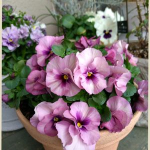 パンジー,ベランダガーデン,花のある暮らし,ピンクの日の画像