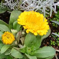 キンセンカ,エレモフィラ,地植え,花のある暮らし,小さい花壇の画像