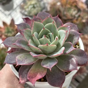 フォレンス,多肉植物,成長記録,タニラー,多肉男子の画像