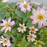 マーガレット,お花が好き♡,レスキュー,ビデンス プリティ イン ピンクの画像