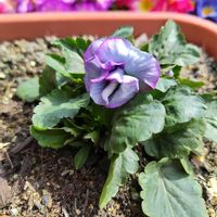 ビオラ,種から,種まき,かわいいな♡,花と緑のある暮らしの画像