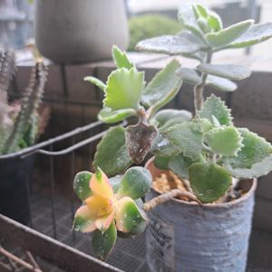 成長記録,植中毒,植物好き,ベランダの画像