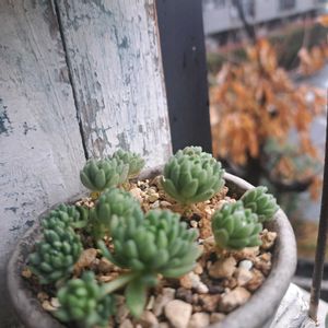 ウインクリレー,成長記録,植中毒,植物好き,ベランダの画像