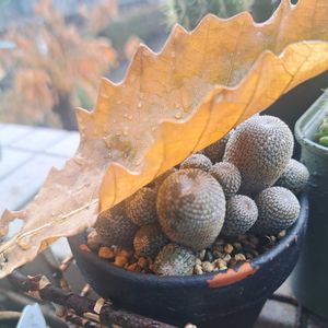 成長記録,植中毒,植物好き,ベランダの画像