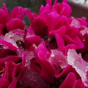スイセン,ガーデンシクラメン,御室桜,ベランダガーデニング,シルバーリーフの画像