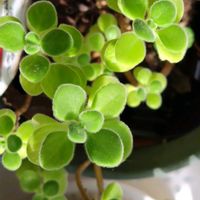 アロマティカス,鉢植え,グリーンを楽しむ,リビング窓辺,多肉質ハーブの画像