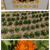 ムラサキハナナ,カレンデュラ,スマホ撮影,世界平和,淡路花さじきの画像