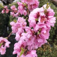 ツツジ,みぞれ,オヒョウモモ,キュンキュン乙女倶楽部,乙女ピンクの画像