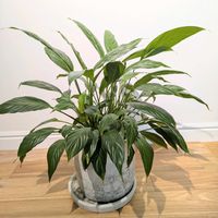 スパティフィラム,観葉植物,今日の一枚,緑のある暮らし,もうすぐ春の画像