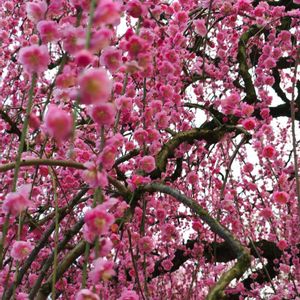 セダム,寄せ植え,多肉植物,アーティストの画像