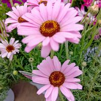 マーガレット,いつもの園芸店!,鉢植え,素敵ですね〜❣️,可愛いね♡の画像