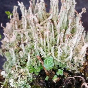 苔玉,山野草,道の駅, 地衣類,庭木・花木の画像
