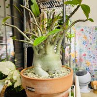 パイナップル,アデニウム,砂漠の薔薇アデニウムアラビカム,ススムくん,ビッカムくんの画像