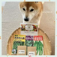 モロヘイヤ,伏見甘長とうがらし,黄とうがらし,グリーン辛味大根,野菜遺産プロジェクトの画像