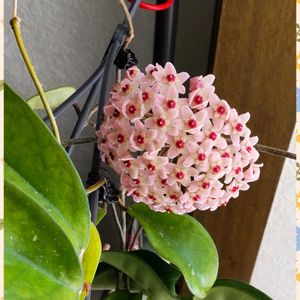 ホヤ・カルノーサ,ホヤ・パキクラダ,ホヤ　オーストラリス　リサ,ホヤ パラティシカ ハートリーフ スプラッシュ,ホヤ　クインケナービアの画像