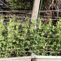 スナップエンドウ,春の訪れ,春到来！,季節感,家庭菜園の画像