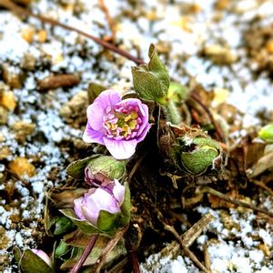 雪割草,山野草,今年もありがとう,山野草大好き,小さな庭の画像