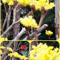 サンシュユ,サンシュユ(山茱萸),花言葉,幸せの黄色いお花,しあわせ運べるようにの画像
