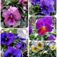 鉢植え,パンビオ,ウクライナに平和を,庭の画像