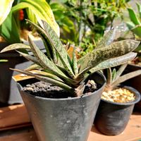 多肉植物,花芽,ガステリア,ドット,玄関アプローチの画像