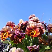 ビオラ,ラナンキュラスラックス　ヘラ,ラナンキュラスラックス　ベスタリス,種まき,花のある暮らしの画像