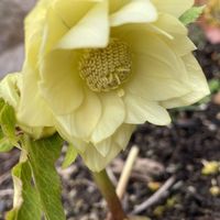 クリスマスローズ ダブル,片山農園クリスマスローズ,地植え,黄色の花,クリスマスローズ大好きの画像