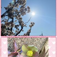 クリスマスローズ,サクランボ,太陽,開花,我が家の庭の画像