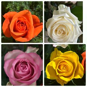 バラ,切り花,春分の日の画像